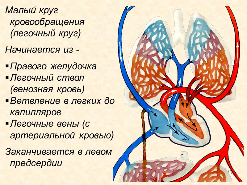 15 Малый круг кровообращения (легочный круг)  Начинается из -    Правого